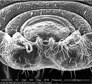 Media type: image;   Invertebrate Zoology 134654